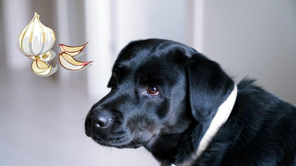 dog and an image of garlic
