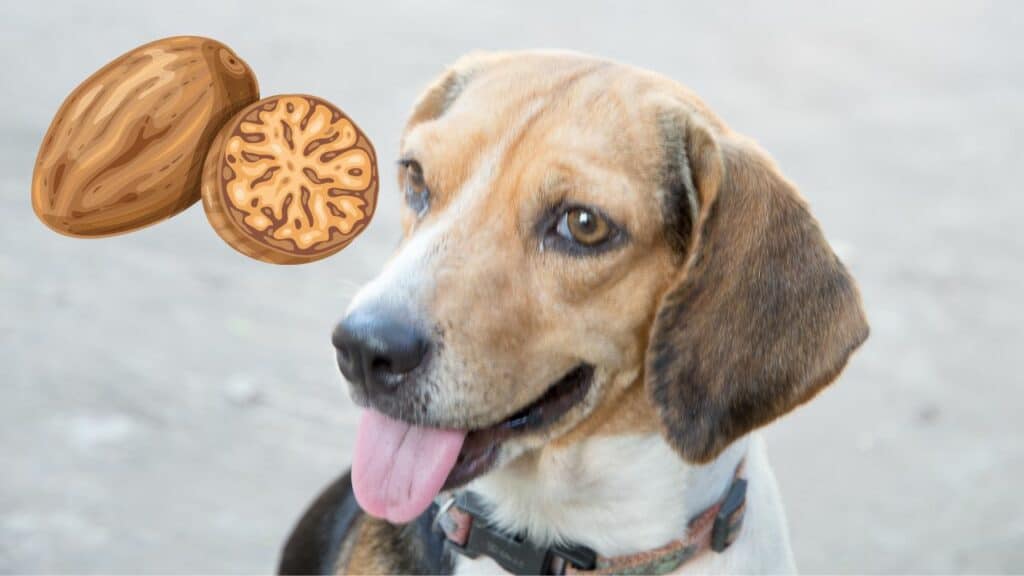 dog and an image of nutmeg