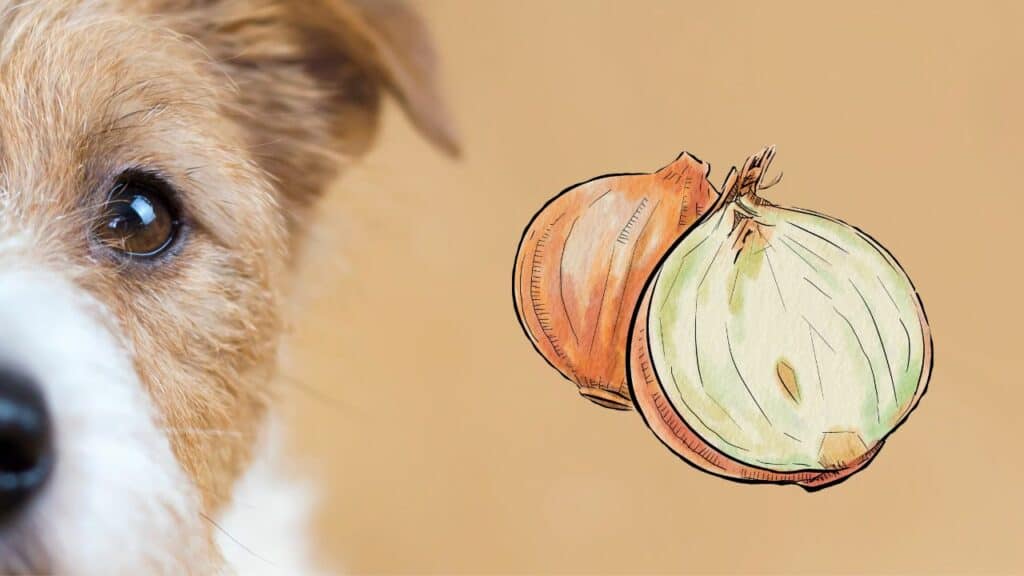 dog and an image of onions