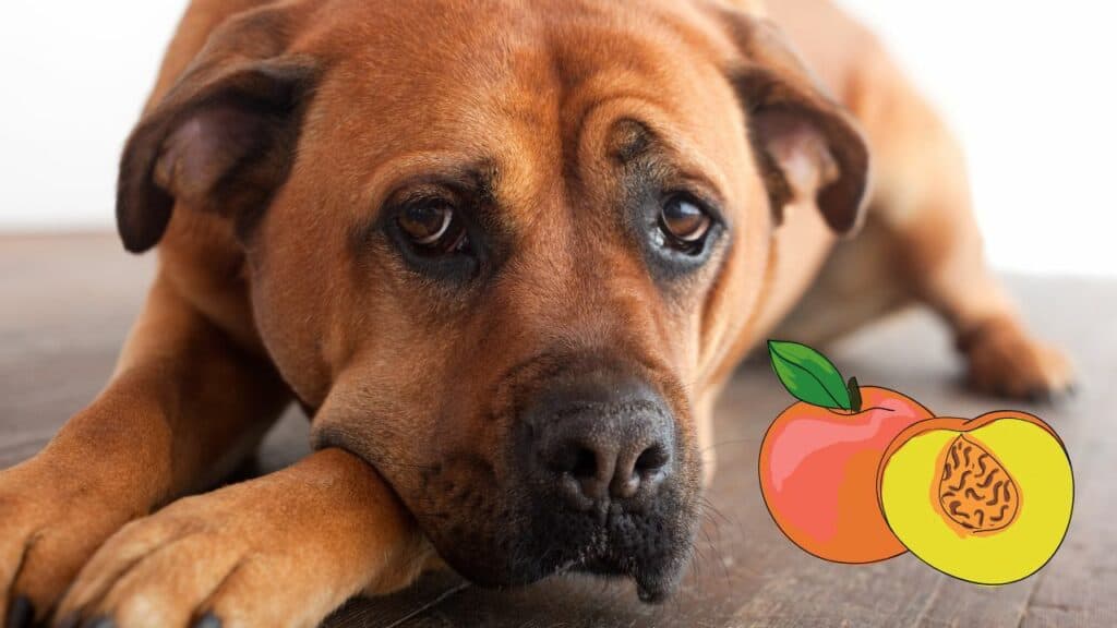 dog and an image of peaches
