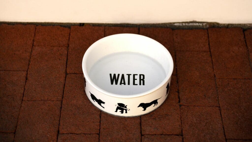 dog-bowl-full-of-water