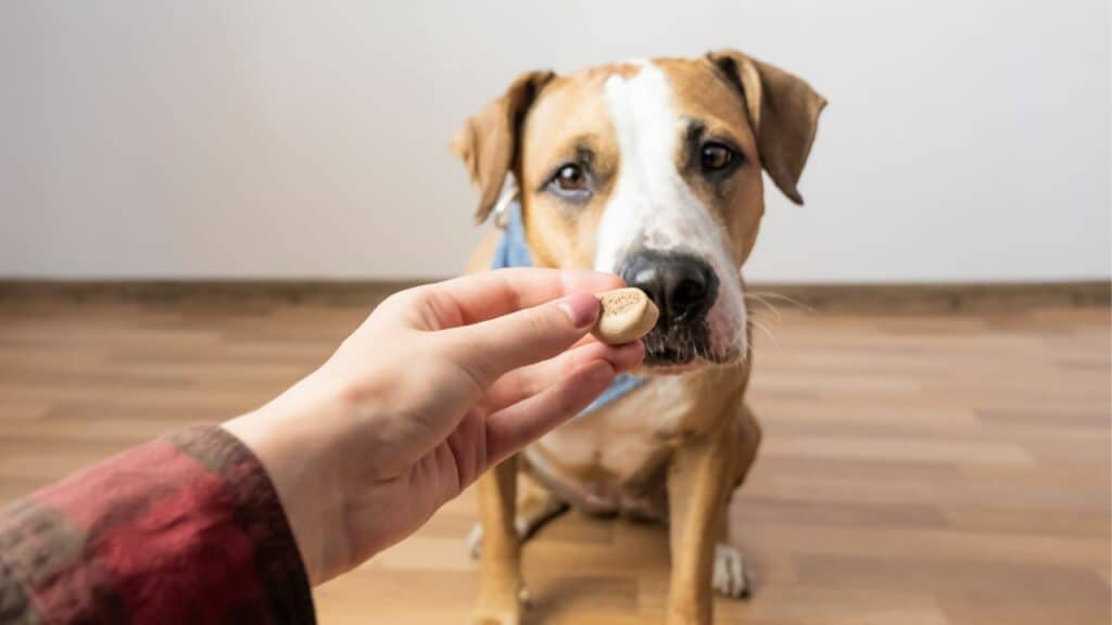 dog-does-not-want-to-take-a-treat-from-human-hand