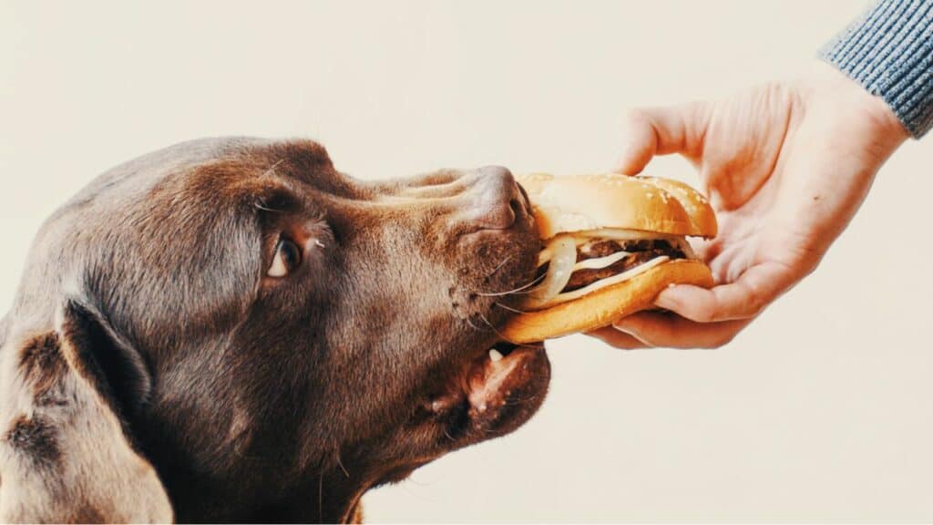 dog eating a burger from a human hand