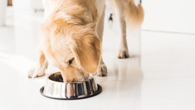 dog eating from his silver food bowl