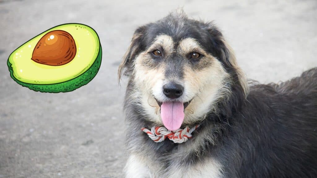 dog face and an image of an avocado on the image