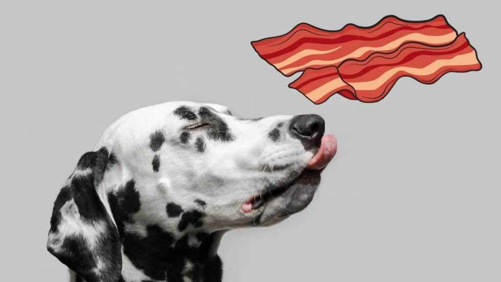 dog face left side image of bacon included