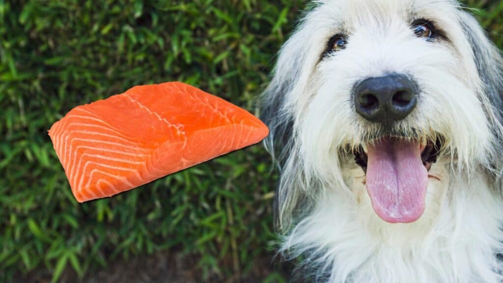 dog face on the right side slices of salmon on the left side