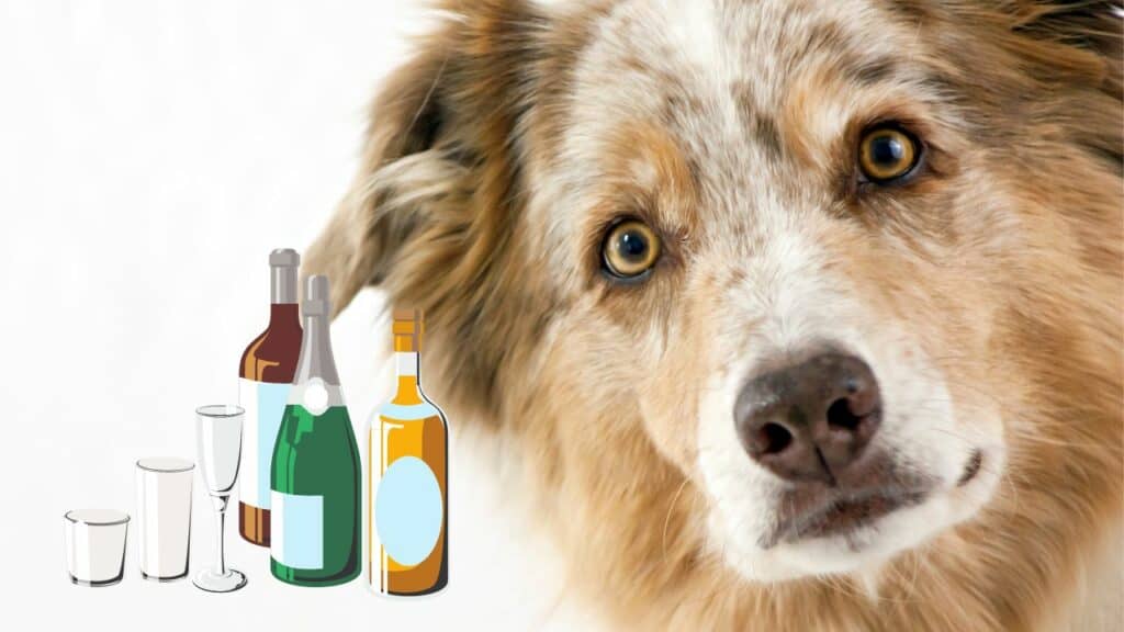 dog face right side image of alcohol on left side
