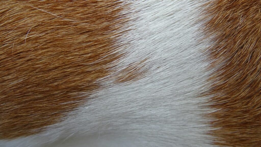dog fur white brown