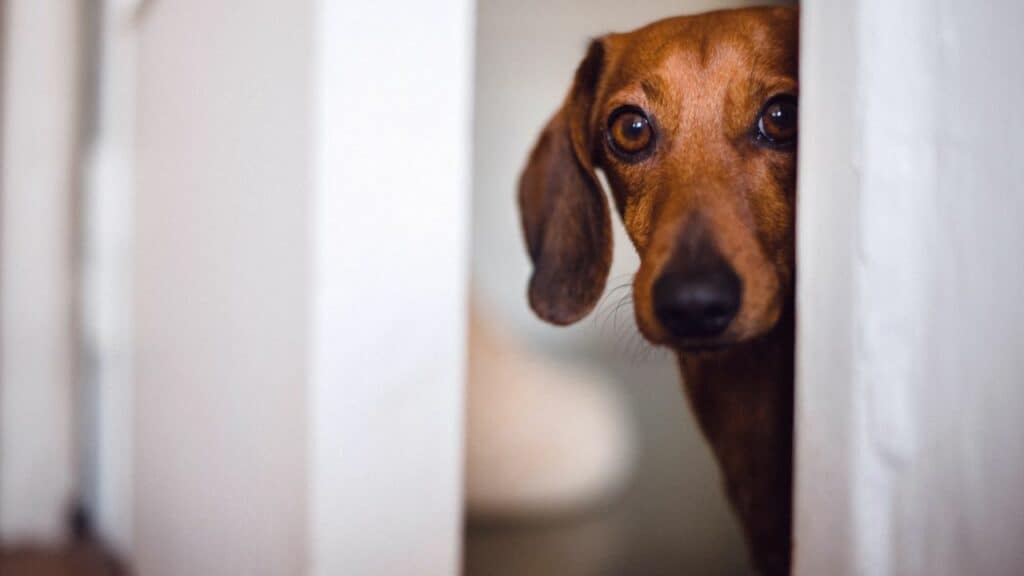 dog looking from a door