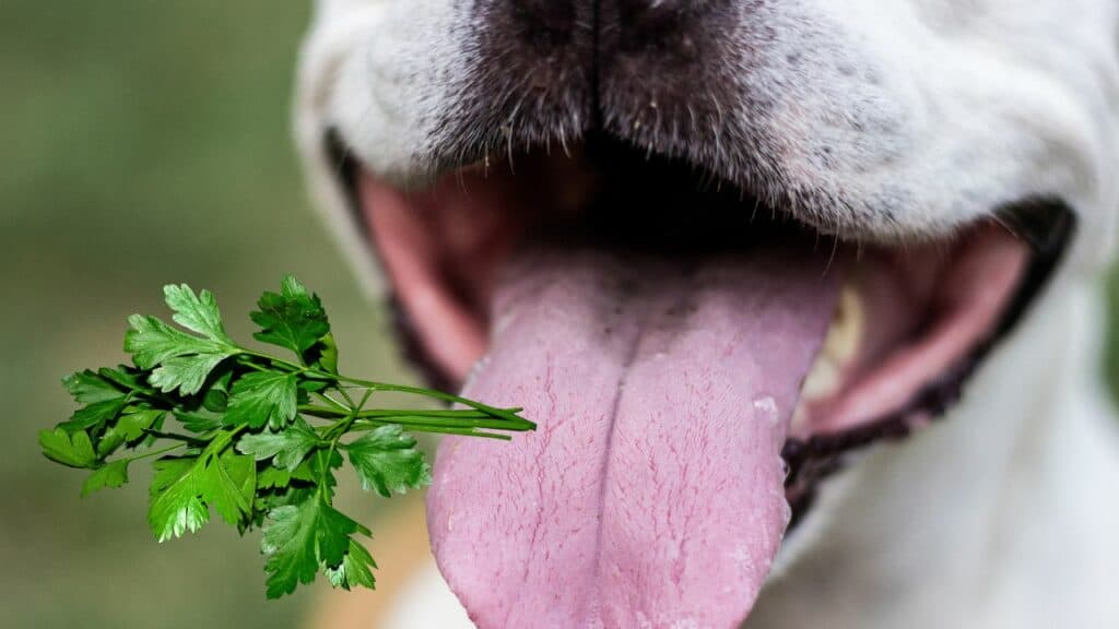 dog-mouth-open-from-near-and-parsley-next-to-the-mouth