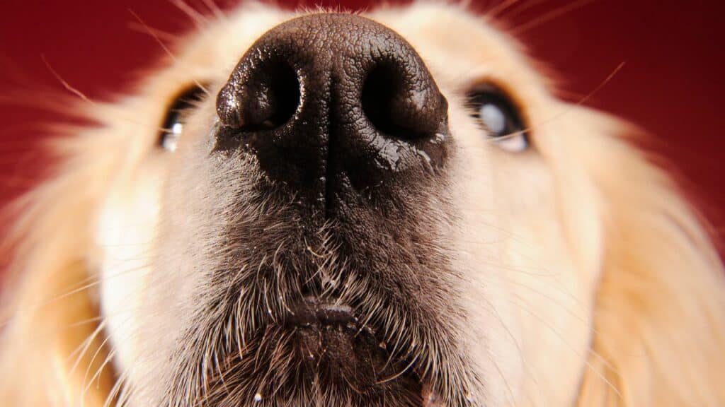 dog nose from near red background