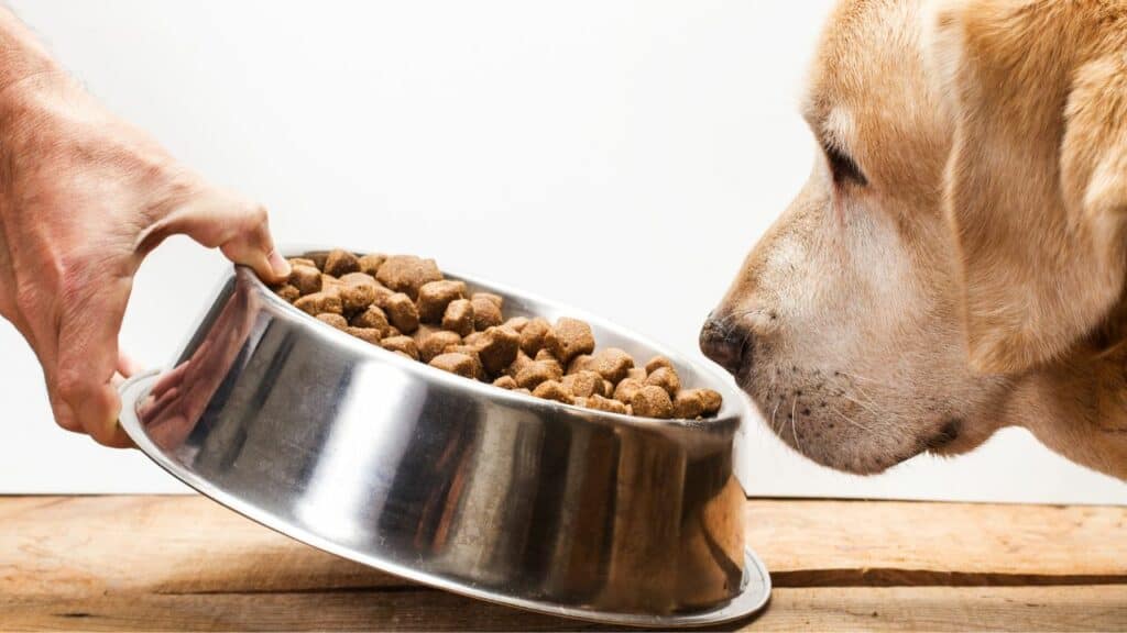 dog sniffs on food bowl does not eat from it