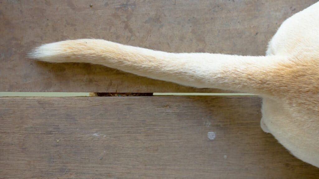 dog tail of a light brown dog