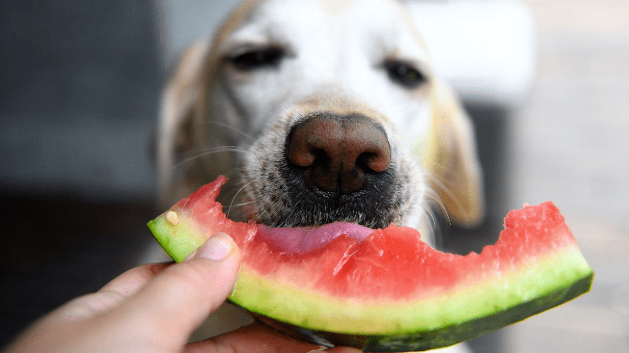 light brown dog eating watermelon from human hand