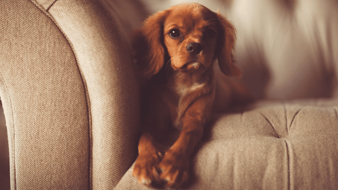brown little dog laying on a couch