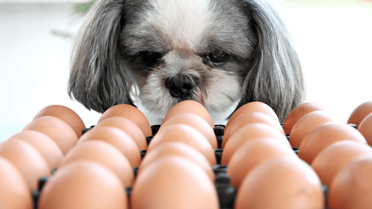 grey little dog looking at a lot of eggs