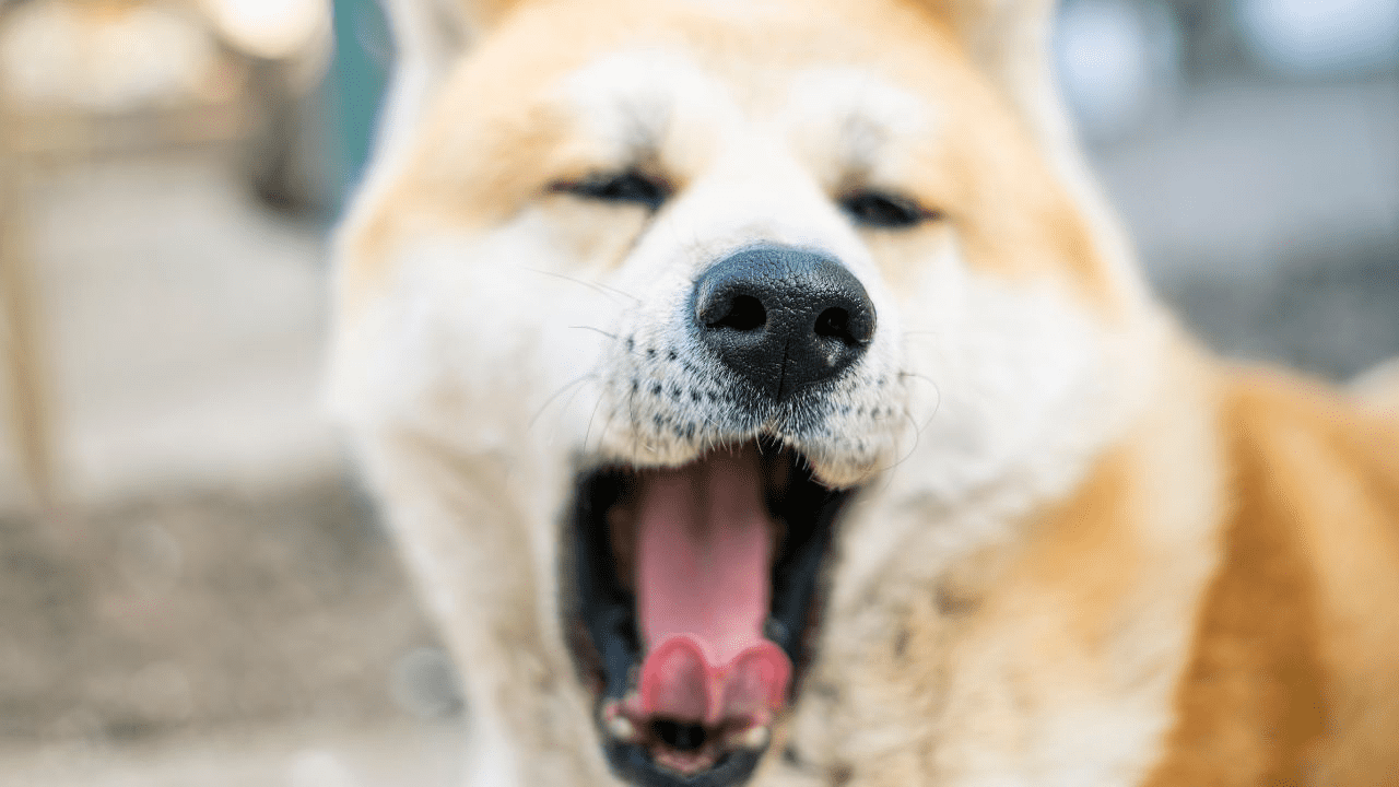 dog mouth wide open yawing