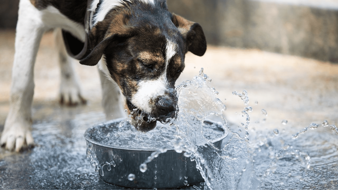 dog playing with water in a bowl outdoor