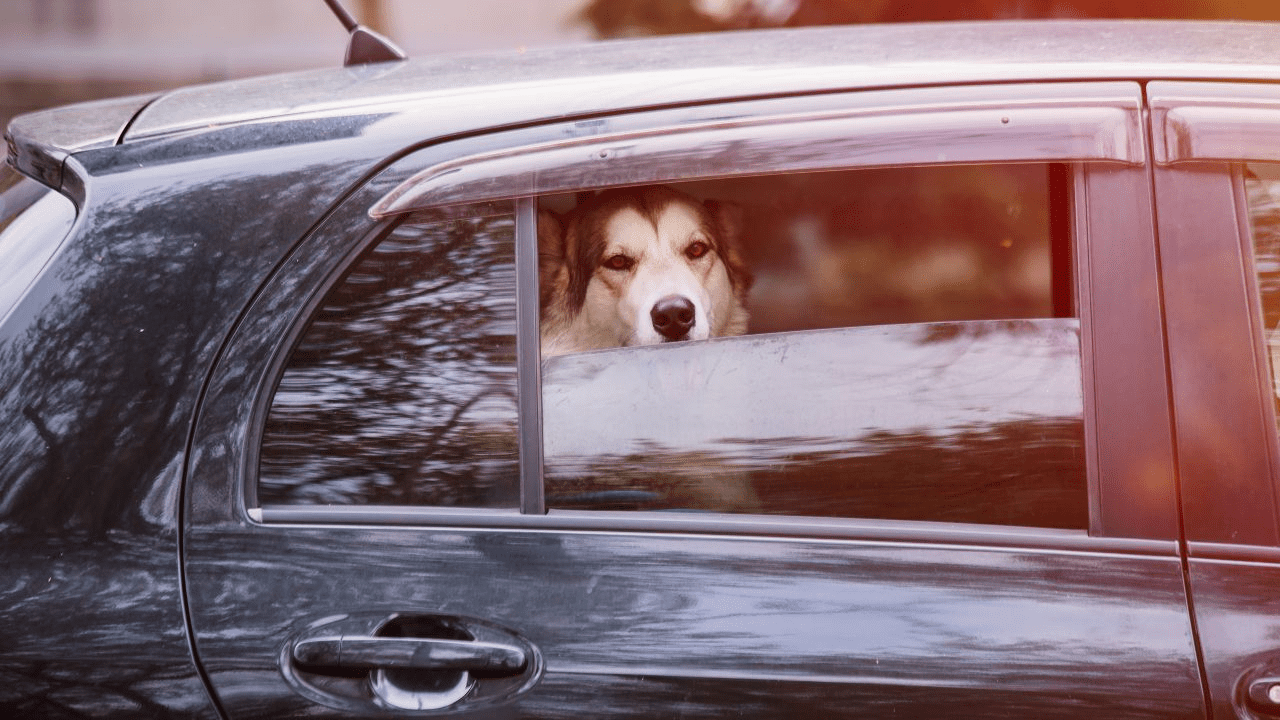 dog in black car window open