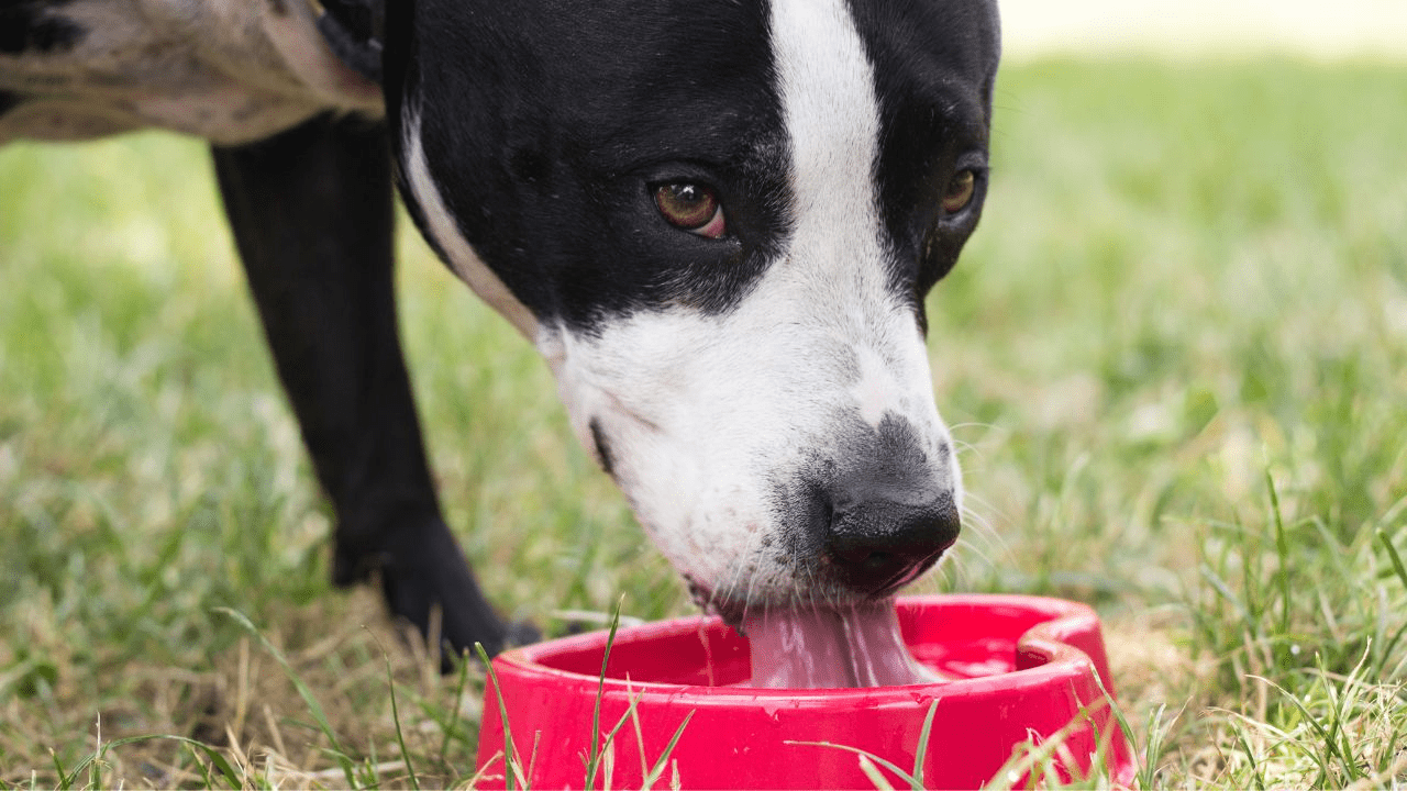 white black dog drinking water from a red water bowl