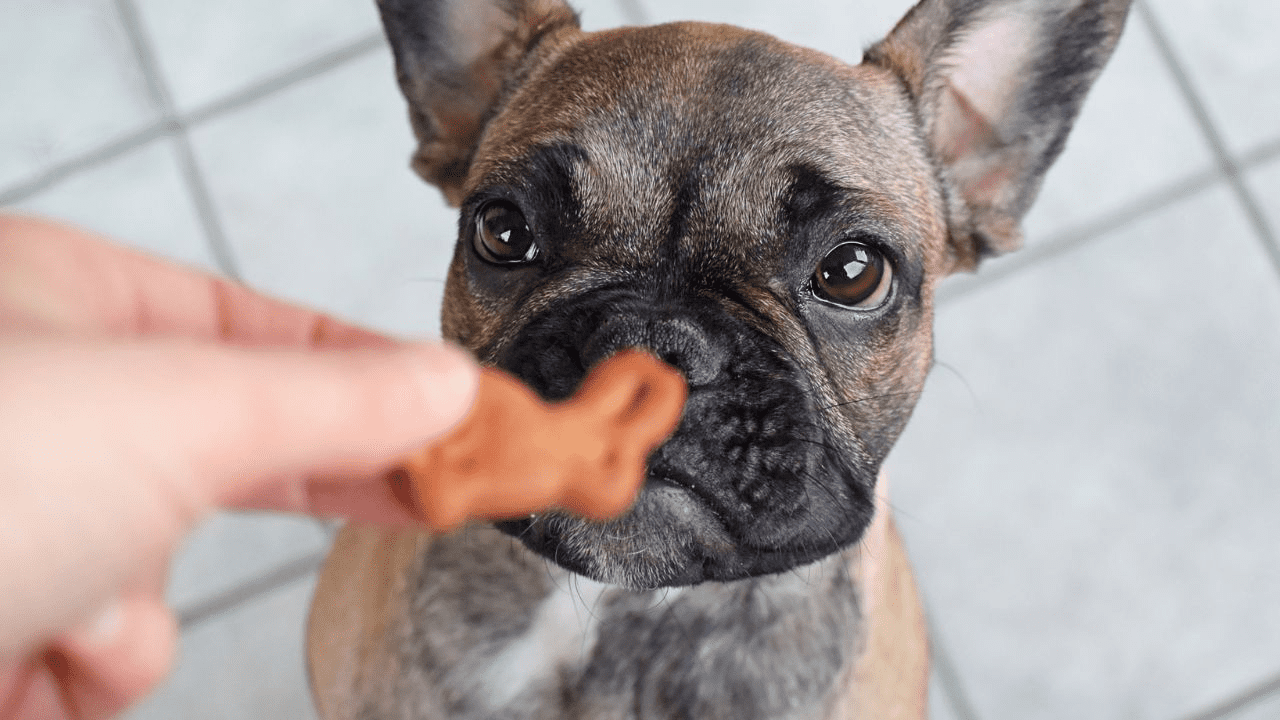 dog gets a reward in front of his nose
