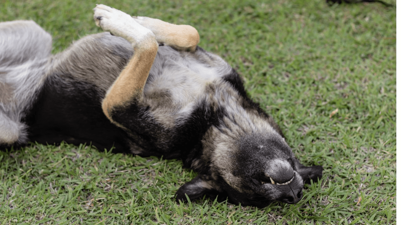 older dog rolling in grass