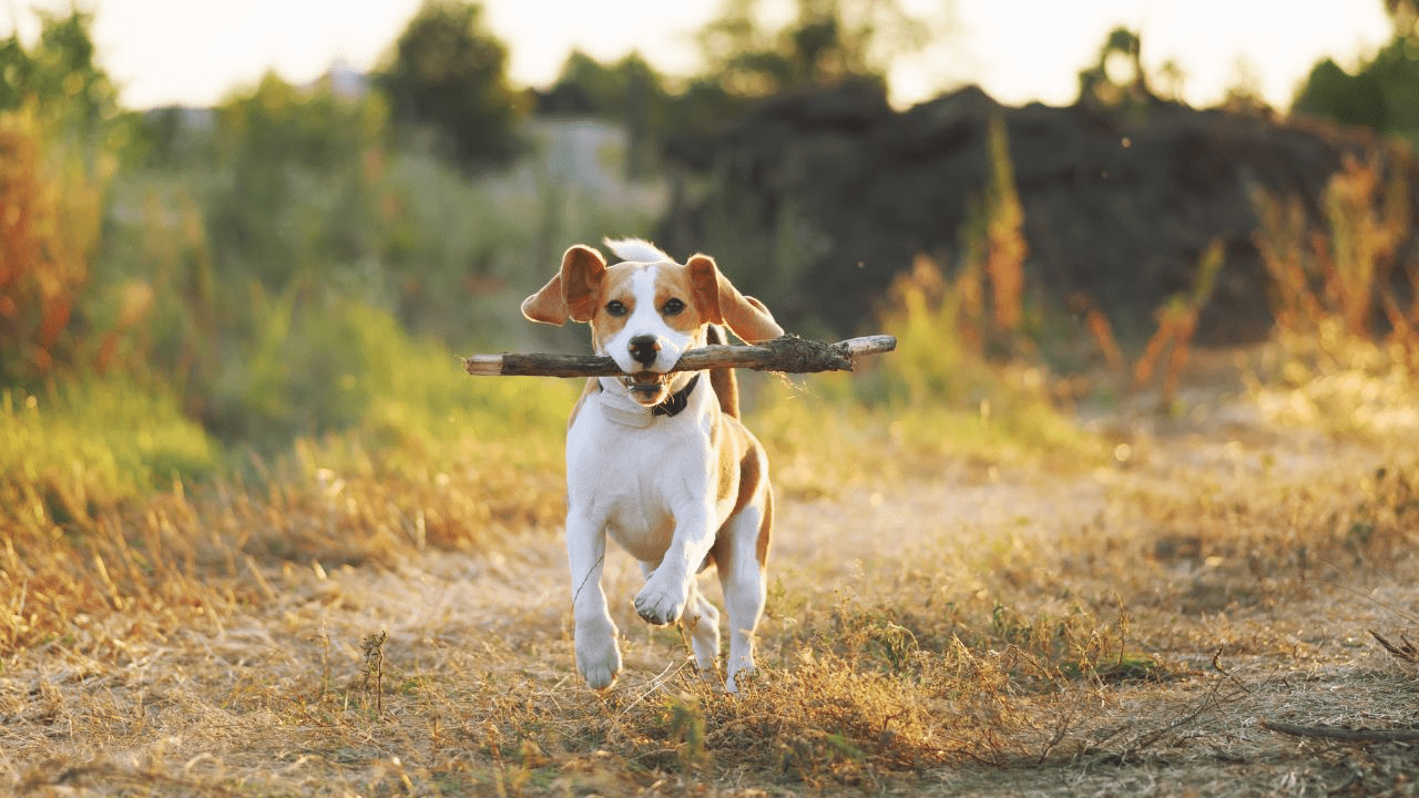 little white brown puppy running with a stick in his mouth