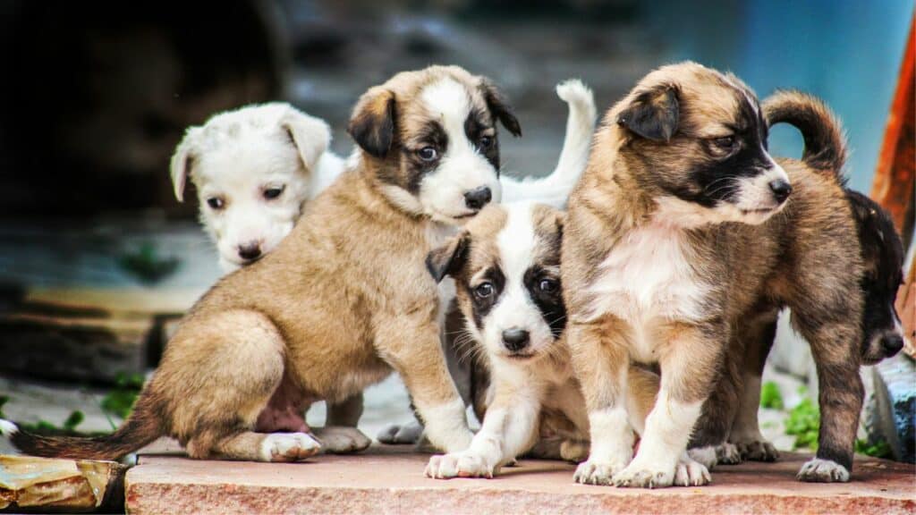 four-white-brown-little-puppies