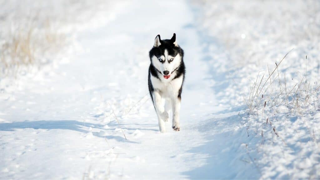 husky-in-snow-running
