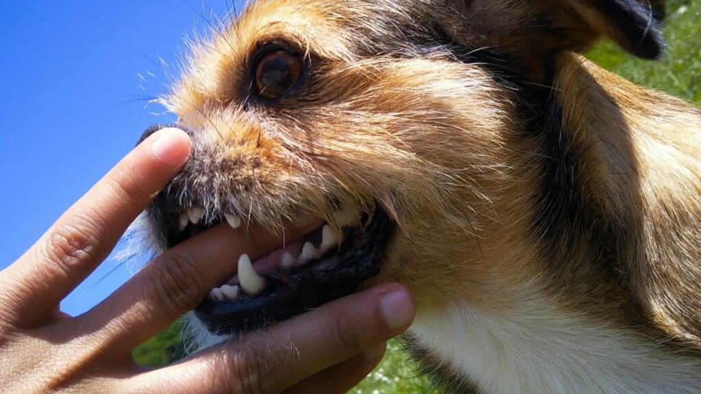 little-brown-dog-biting-human-finger