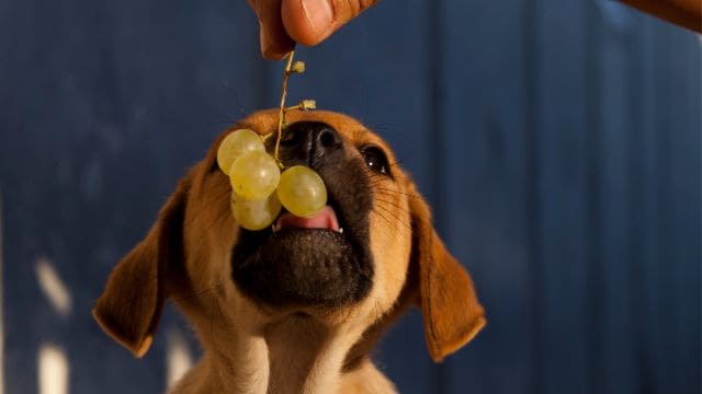 little brown dog eating grapes