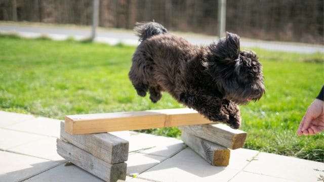little brown puppy jumping over wood