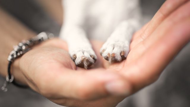 little dog paws in human hands