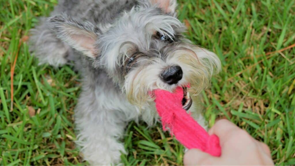 little-grey-dog-playing-with-a-red-toy