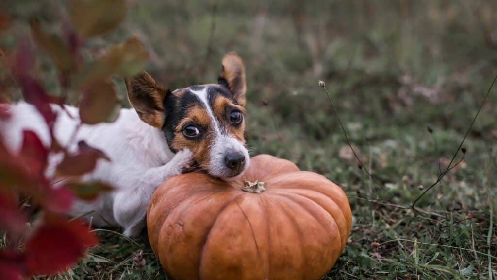 little threecolor dog laying on a pumpkin