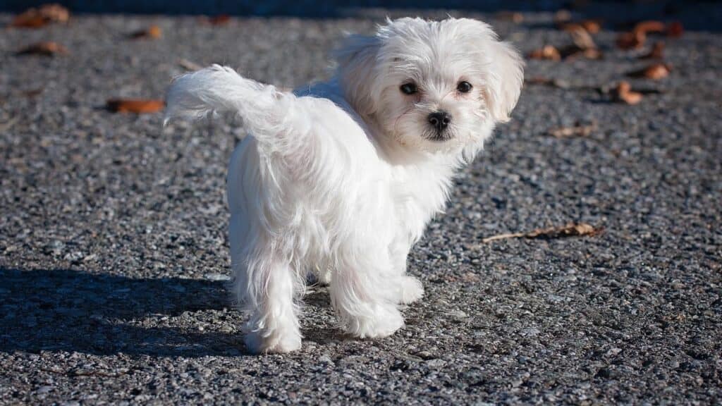 little-white-dog-walking-and-looks-back