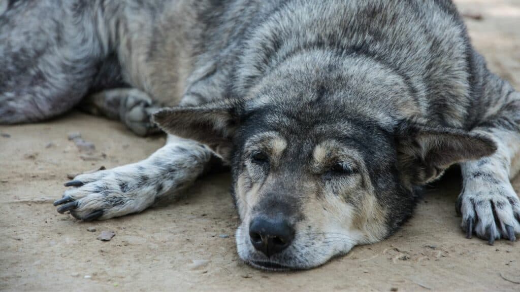 old grey dog lying on dirty ground looking sad