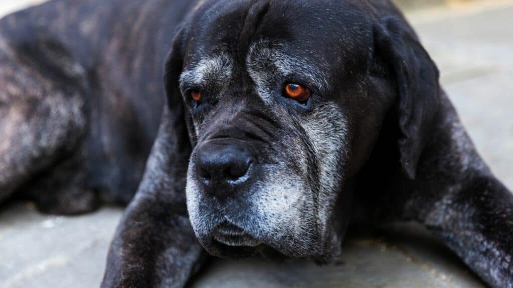 old grey dog lying on the ground looking sad