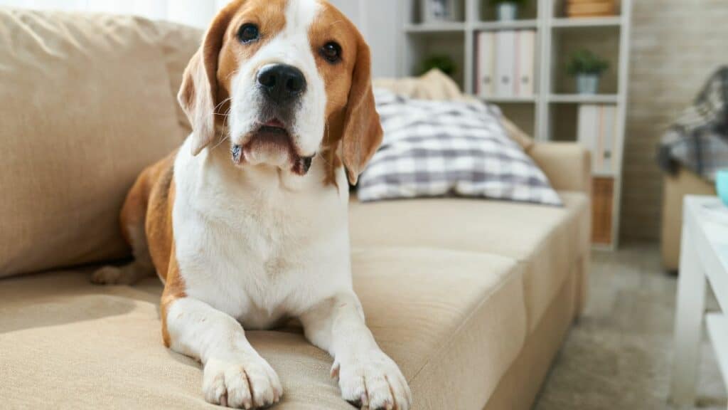 white-brown-dog-laying-on-a-couch-looking-into-the-camera