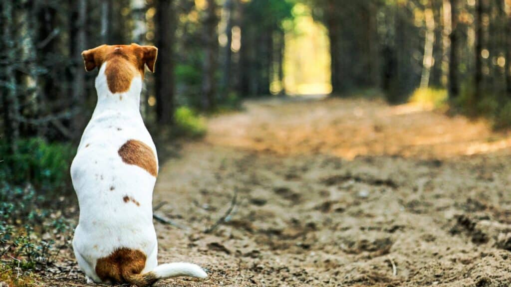white-brown-dog-sitting-in-the-forest-with-back-to-the-camera
