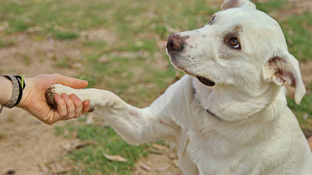 white-dog-giving-his-paw-to-human