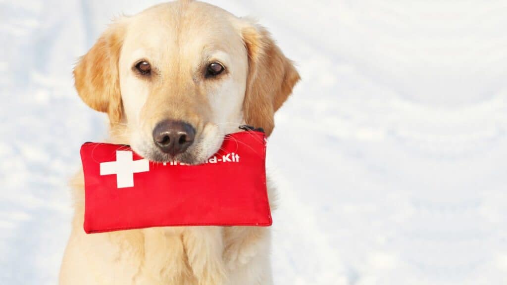 white-dog-in-snow-holding-something-red-in-the-mouth