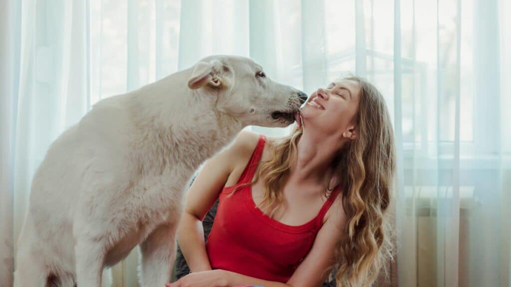white-dog-kissing-a-woman-in-red-shirt