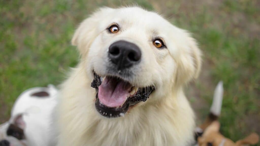 white dog looking happy to the camera