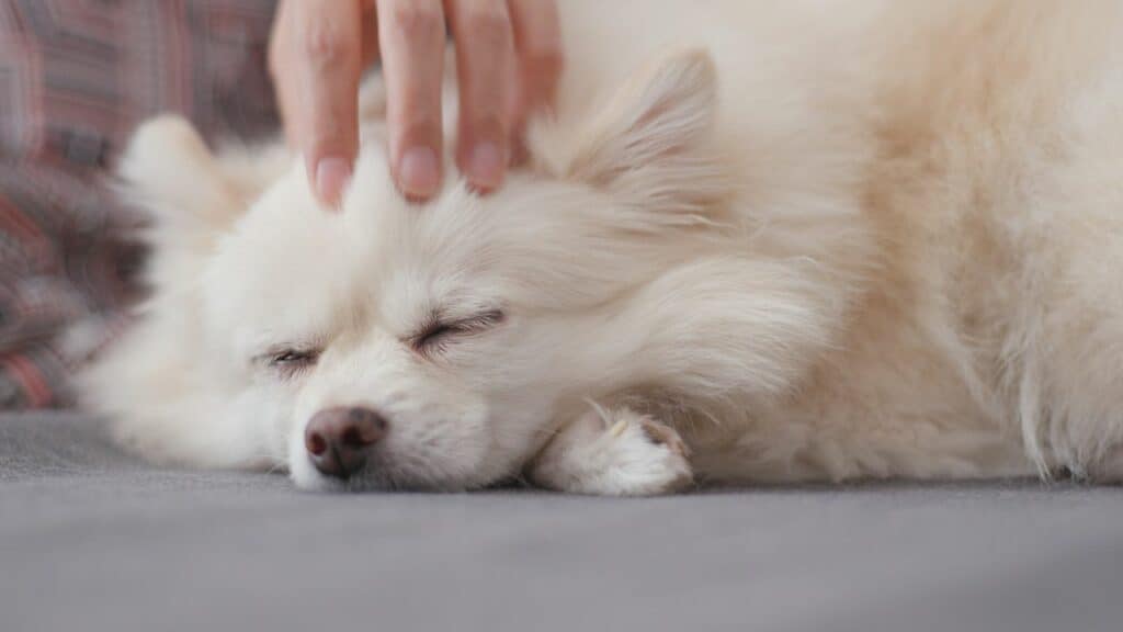 white dog sleeping getting touched at the head