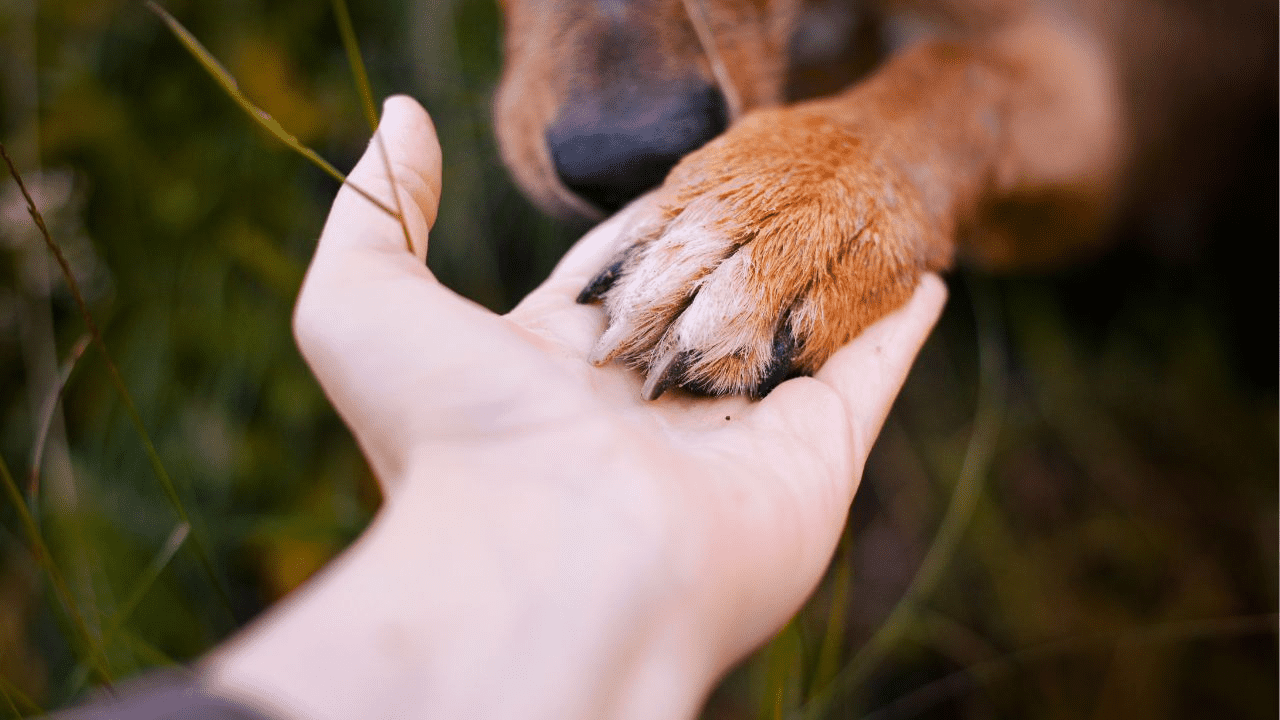 brown dog paw in human hand outdoor