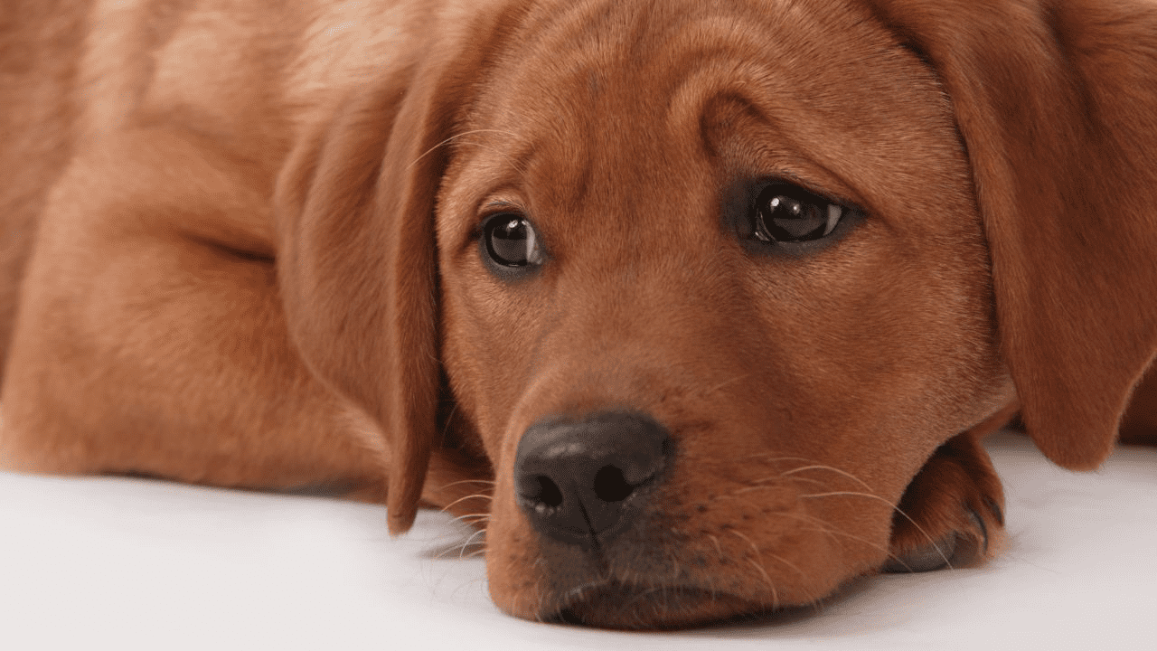 brown dog on floor looking sad