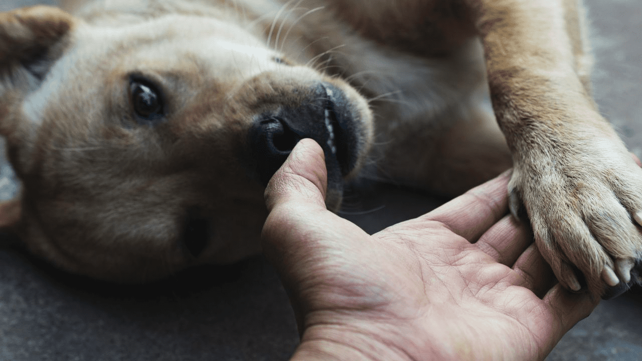 brown dog holding paw in human hand
