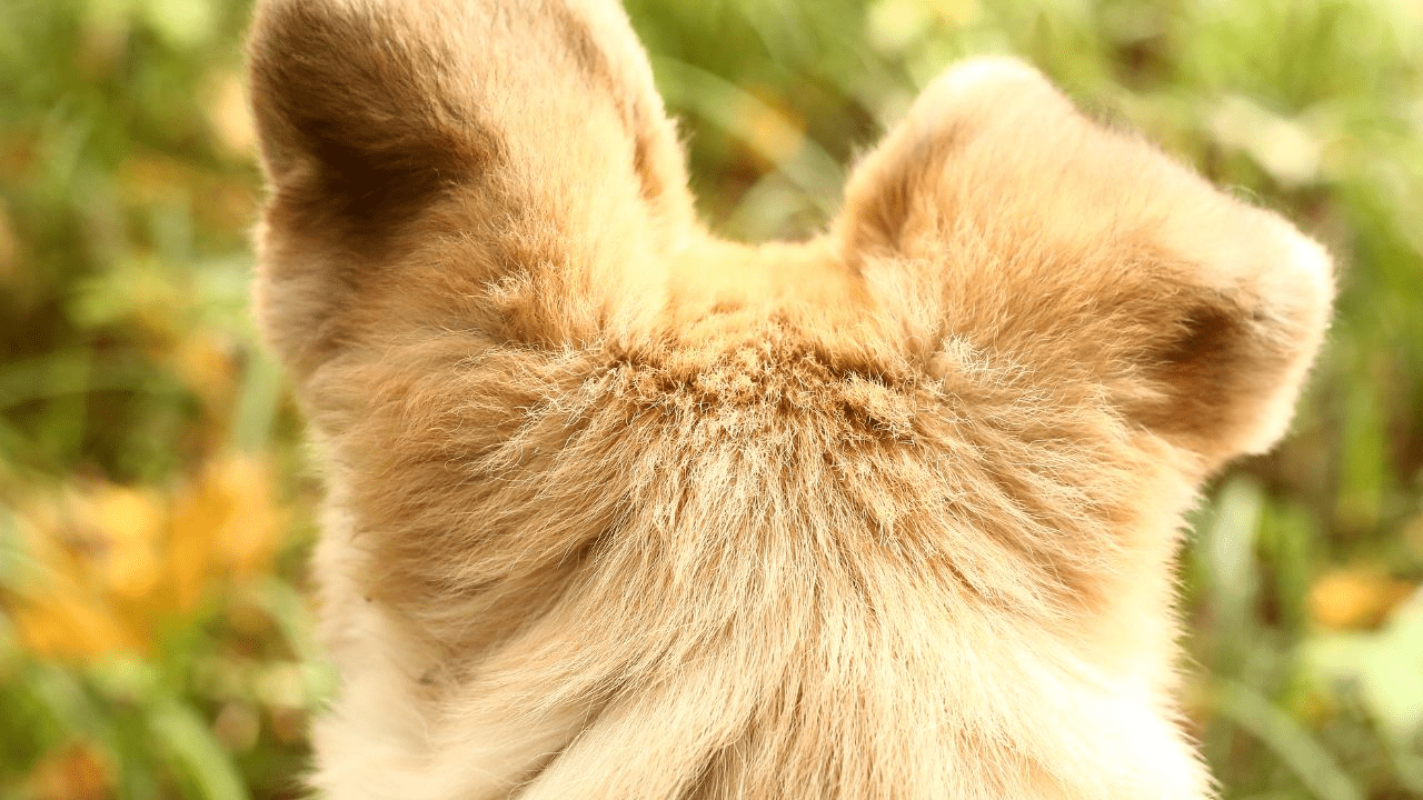 brown dog ears from back